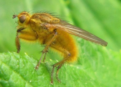 Gelbe-Dungfliege.JPG