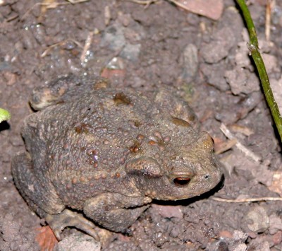 Erdkröte-2.JPG