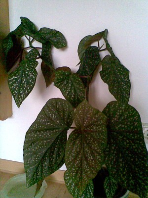 Begonia maculata.jpg
