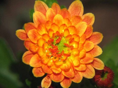 Chrysanthemum-spec.JPG