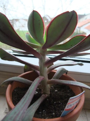 DSCF4782.JPG