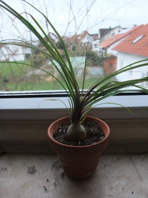 DSCF4774.JPG