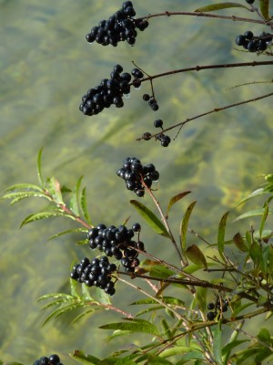 Ligustrum vulgare.jpg