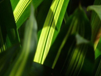 Guzmania variegata.jpg