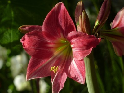 Hippeastrum.jpg