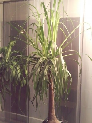 Foto0101.jpg