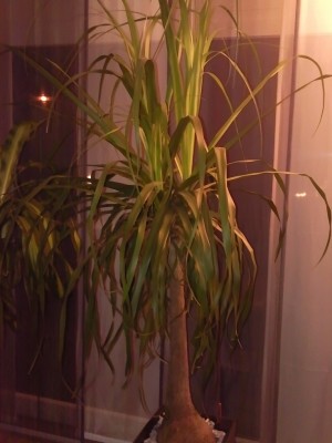 Foto010.jpg