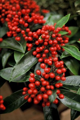 2270-Frucht-Skimmie.jpg