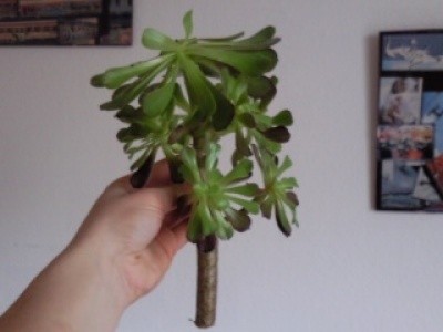 aeonium arboreum.jpg