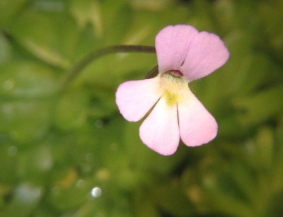 piguicula-18-11-2010.JPG
