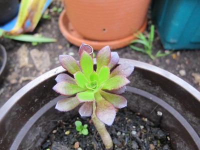 Aeonium arborescens Rosettendickblatt.JPG