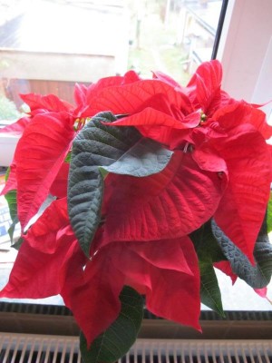 Weihnachtsstern.JPG