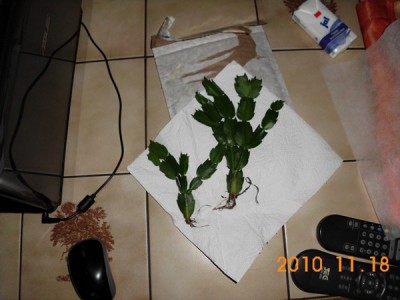 DSCI0023.JPG