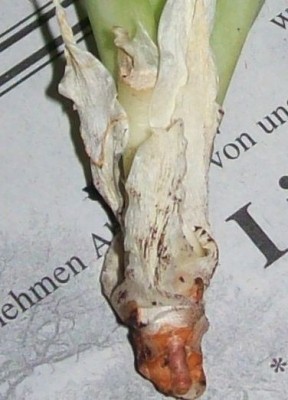 Sanse8.jpg