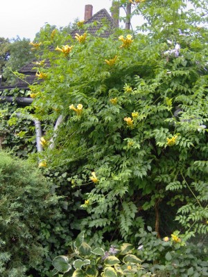 Trompetenwein gelb voll am blühen.jpg