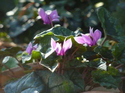 Herbstalpenveilchen im Tonscherbengarten.jpg