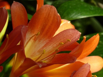 Clivia.jpg