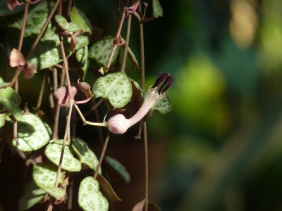 Ceropegia wodii.jpg