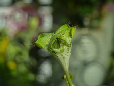Ceropegia sandersonii.jpg