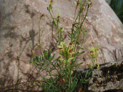 Linaria.jpg