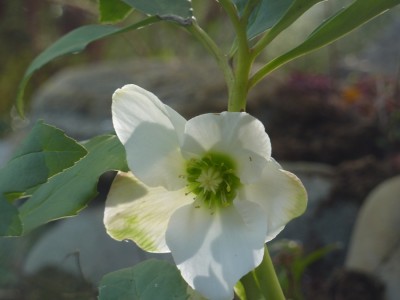 Helleborus niger.jpg