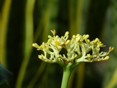 Jatropha podagrica gelb.jpg