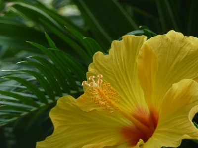 Hibiscus rosa sinensis.jpg
