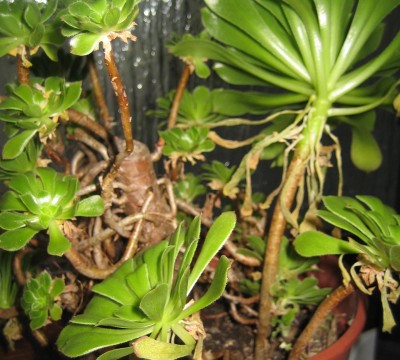 20101119_0001_1.JPG