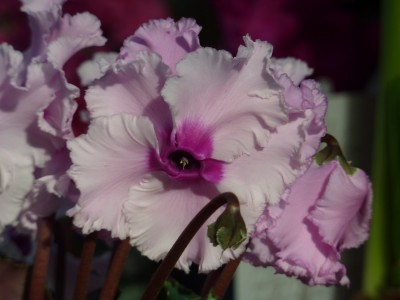 Wella Cyclamen.jpg