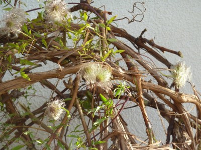 Clematis Früchte.jpg