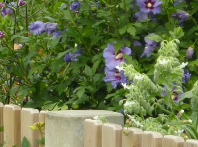 weißer Borretsch.jpg