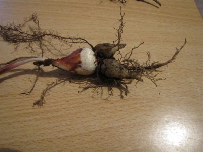 IMG_0059 (Large).JPG