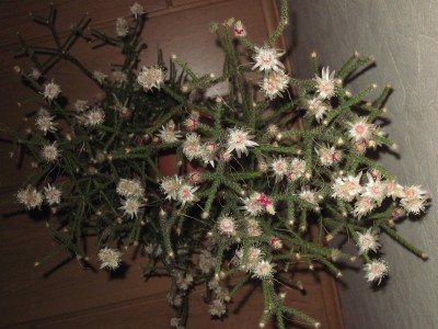 IMG_6301 Rhipsalis pilocarpa.jpg