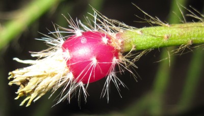 IMG_6296a Rhipsalis pilocarpa.jpg