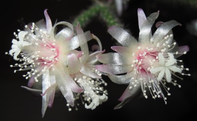 IMG_6284a Rhipsalis pilocarpa.jpg