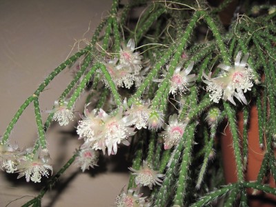 IMG_6280 Rhipsalis pilocarpa.jpg