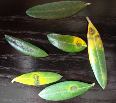 Olive1.jpg