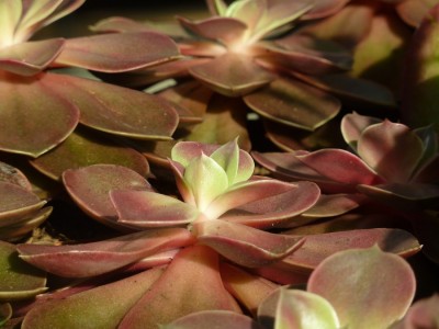 Echeveria.jpg