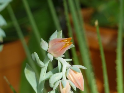 Echeveria Blüte.jpg