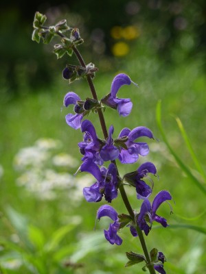Salvia pratensis.jpg
