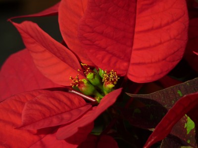 Poinsettia.jpg