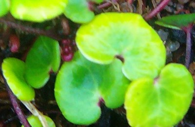 Auschnitt Novemberrätsel 20.11.2010.jpg