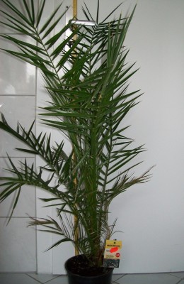 phoenix_ganz.JPG