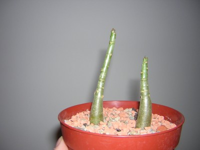 DSCN4463.JPG
