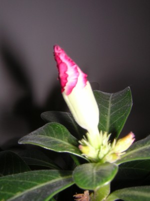 DSCN4462.JPG
