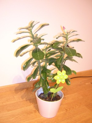 DSCN4459.JPG