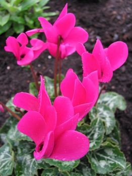 tn_Alpenveilchn 007.JPG