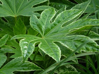 Fatsia japonica buntlaubig.jpg