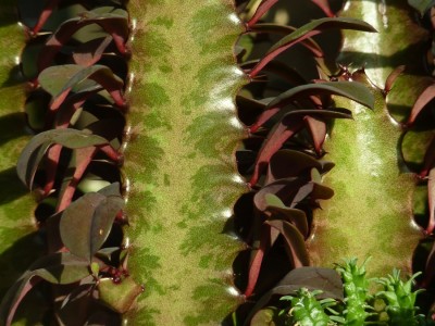 Euphorbia hermentiana.jpg