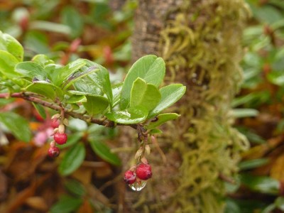 Preiselbeere.jpg